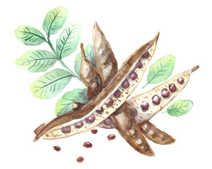 Carob pods with green leaves, watercolor drawing traced to vector. Isolated vector illustration. Botanical hand drawn art.