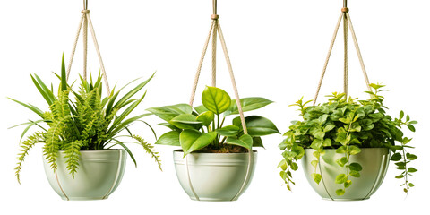 Set of hanging ivy plants on pot on transparent background for home, office, premises decor