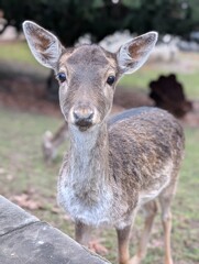 Little deer fawn in park portrait 