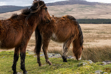 Two Welsh ponies in Snowdonia hills