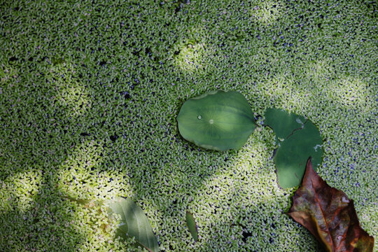 Duckweed and Leaves Floating on Water