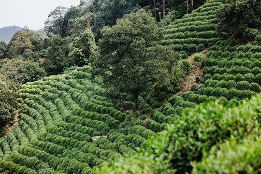 Fototapeta Lush green terraced tea plantation on a hillside