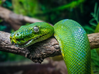 green tree python