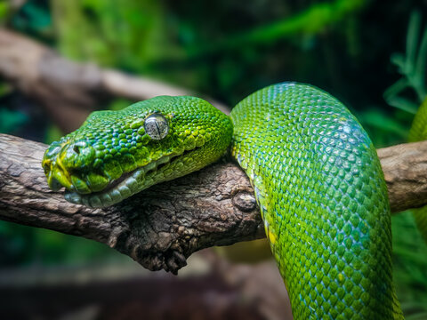green tree python