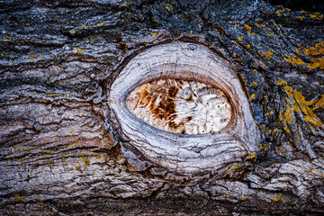 Trunk in which the shape of an eye can be seen