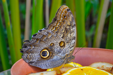 Schmetterling