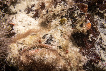 Scorpion fish, Mabul island, Malaysia