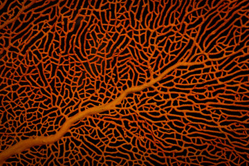 Sea fan, Sipadan Island, Malaysia