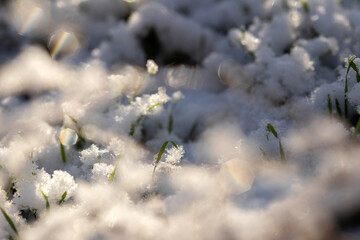 drops of dew on a branch