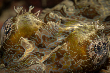 Crocodile fish eyes, Mabul Island, Malaysia