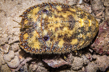 Yellow lobster, Mabul, Malaysia
