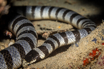 Banded Sea Krait, Mabul Island, Malaysia