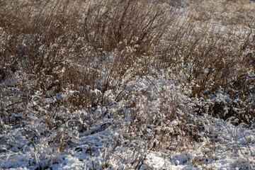 grass in snow