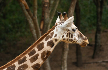 Portrait of a giraffe. Closeup of giraffe-s head