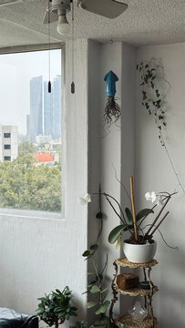 Wall and window with house plants