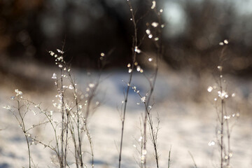 water drops on a branch