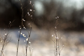 water drops on a branch
