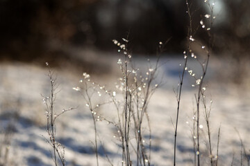 water drops on a branch