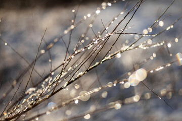 water drops on a branch