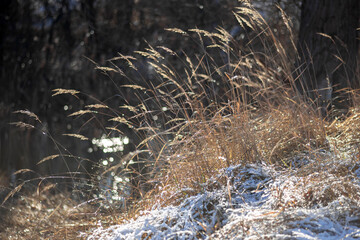 grass in the snow