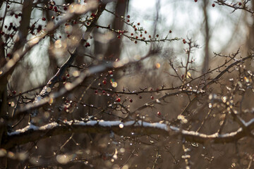 snow on tree