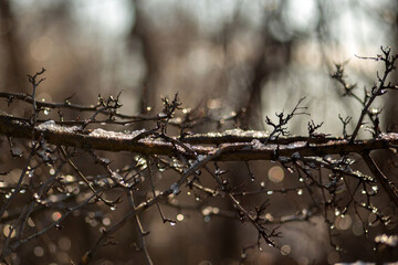 branches of a tree