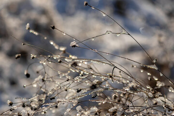 frost on the branches