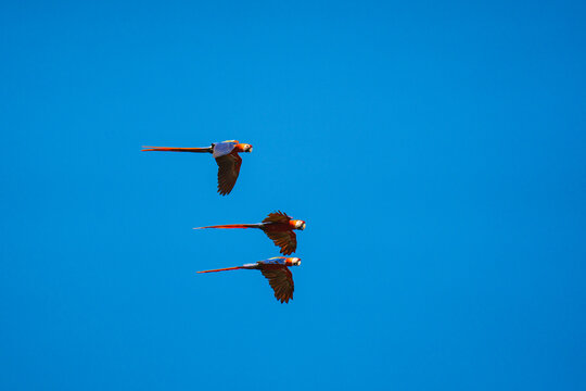 Three Macaws flying together in the blue sky