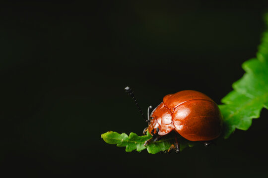 Red beetle on a green leaf.