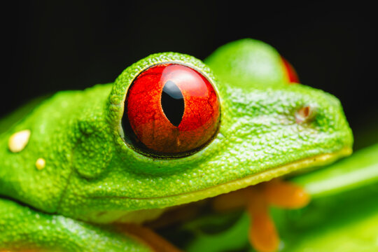 Close-up of a red-eyed tree frog