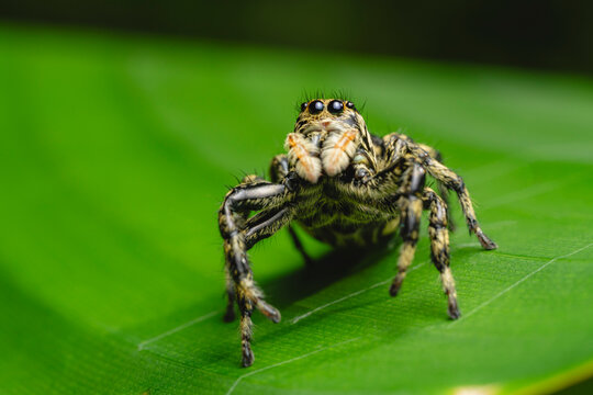 Macro portrait of a jumping spider.
