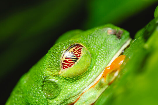Portrait of a sleeping red-eyed frog
