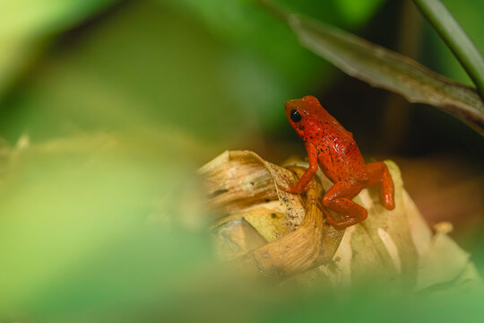 Red poison dart frog of the Caribbean of Costa Rica 