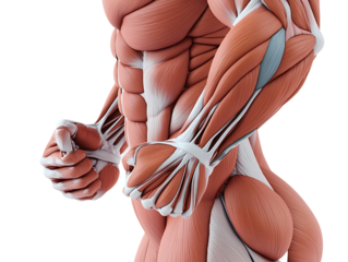 body anatomy in front isolated on transparent background
