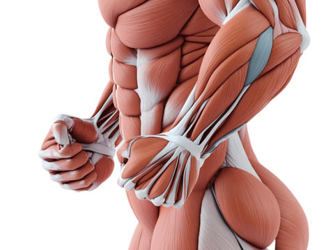 body anatomy in front isolated on transparent background - Powered by Adobe