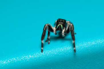 Beautiful male Phidippus clarus jumping spider against cyan background