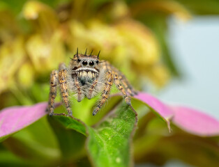 Adorable female Phidippus putnami jumping spider on a wildflower
