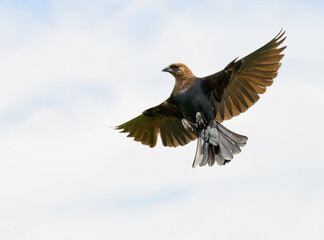 Male Brown-headed Cowbird in flight