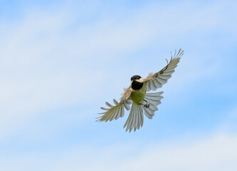Frontal view of a Carolina Chickadee in flight, with wings and tail spread out, with partly cloudy sky background © pimmimemom