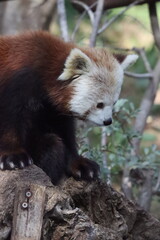 Obraz premium A red panda walking on a tree trunk, with its white face and reddish-brown fur clearly visible.