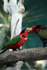 Close-up wildlife portrait with blurred nature background. Exotic parrot in natural habitat with crisp detail of yellow beak