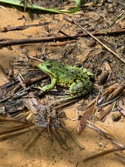 A bright green frog with black spots is sitting on wet sand surrounded by branches, leaves, and natural debris near water. The image captures the atmosphere of wildlife on a summer day.