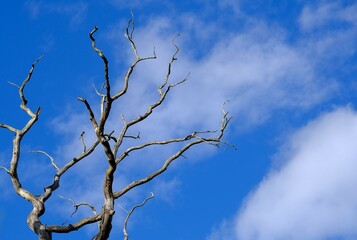 dürrer Baum vor blauem Himmel