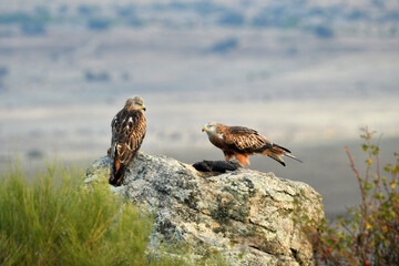 fotografias de paisajes y fauna en la naturaleza