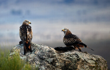 fotografias de paisajes y fauna en la naturaleza