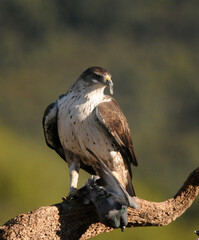 aguila perdicera en posadero con la presa