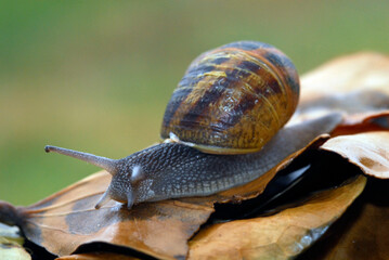 caracol sobre las hojas humedas