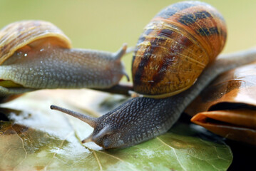 caracol sobre las hojas humedas
