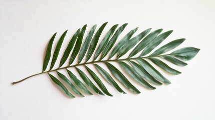 Close Up of Philodendron Polypodioides Leaf Isolated on White Background