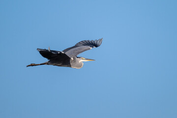 A flying gray heron with a blue sky as background